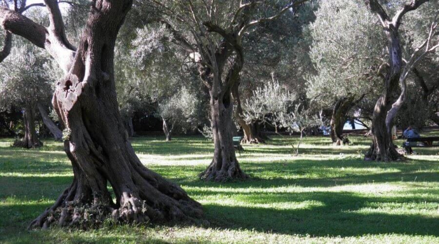 Lokrum Island olive gardens