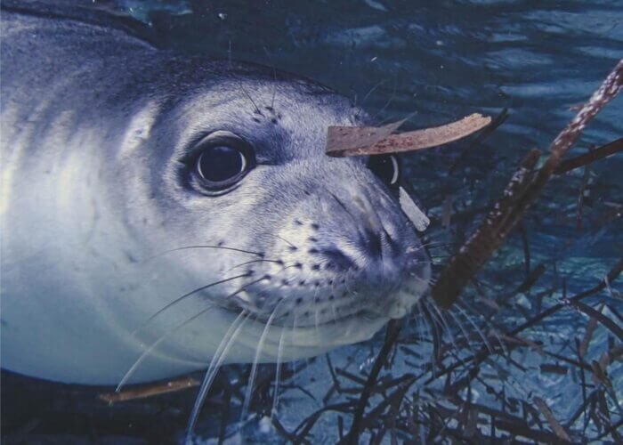 adriatic-monk-mediterranean-seal